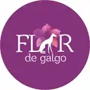 Flor De Galgo