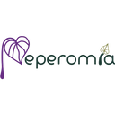 Peperomia - Diseño & Studio Floral