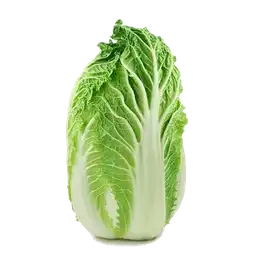 Lechuga Hakusay Japonesa