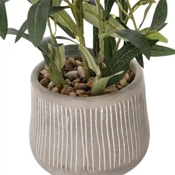 Planta Olivo Con Maceta 15 x 40 cm Casaideas