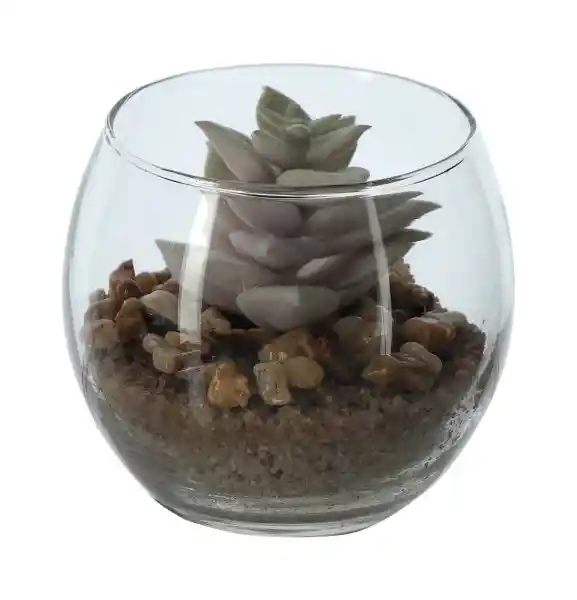 Maceta de Vidrio Con Cactus Diámetro 8 x 8 cm 3224374000085