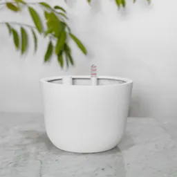 Autorregante Chono Blanco L