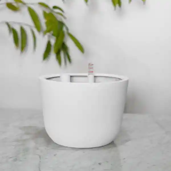 Autorregante Chono Blanco L