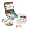 Kit Magnético de Dinosaurios Casaideas