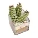 Maceta de Vidrio Con Cactus Casaideas