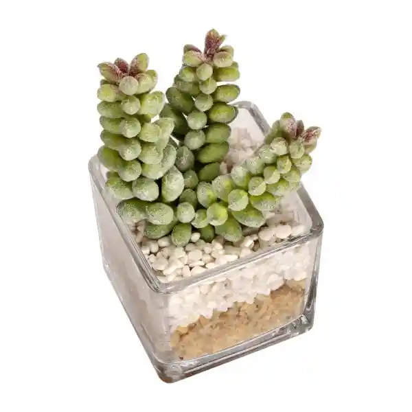 Maceta de Vidrio Con Cactus Casaideas