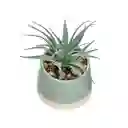 Maceta Dos Tonos Con Cactus Verde 13 cm