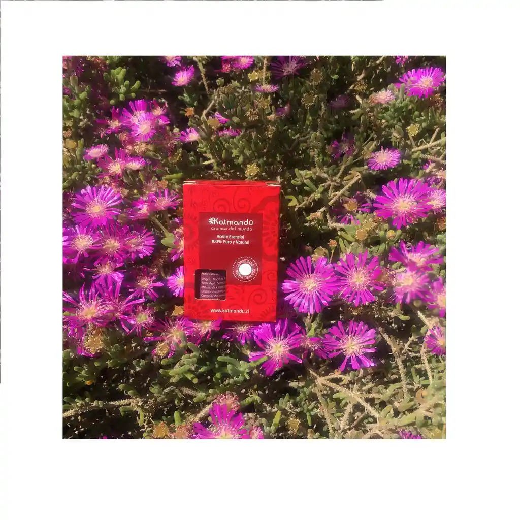 Katmandú Aceite esencial de Romero Cineol