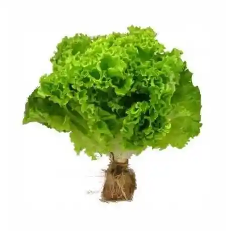 Lechuga 