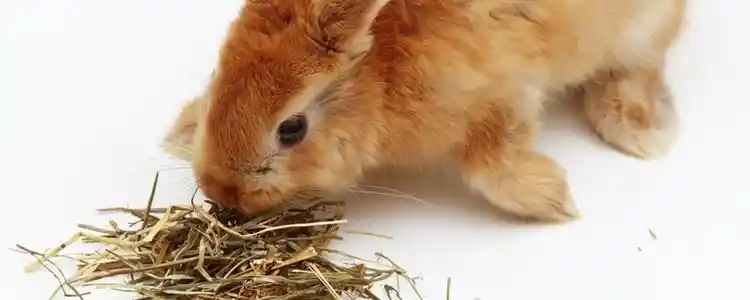 HENO PARA CONEJOS Y CUYES