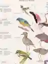 Aves De Chile Plumíferos Fantásticos - Lámina