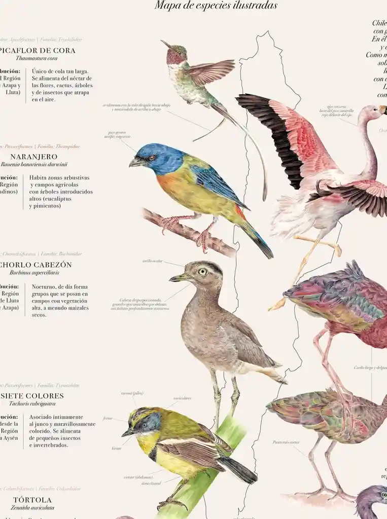 Aves De Chile Plumíferos Fantásticos - Lámina