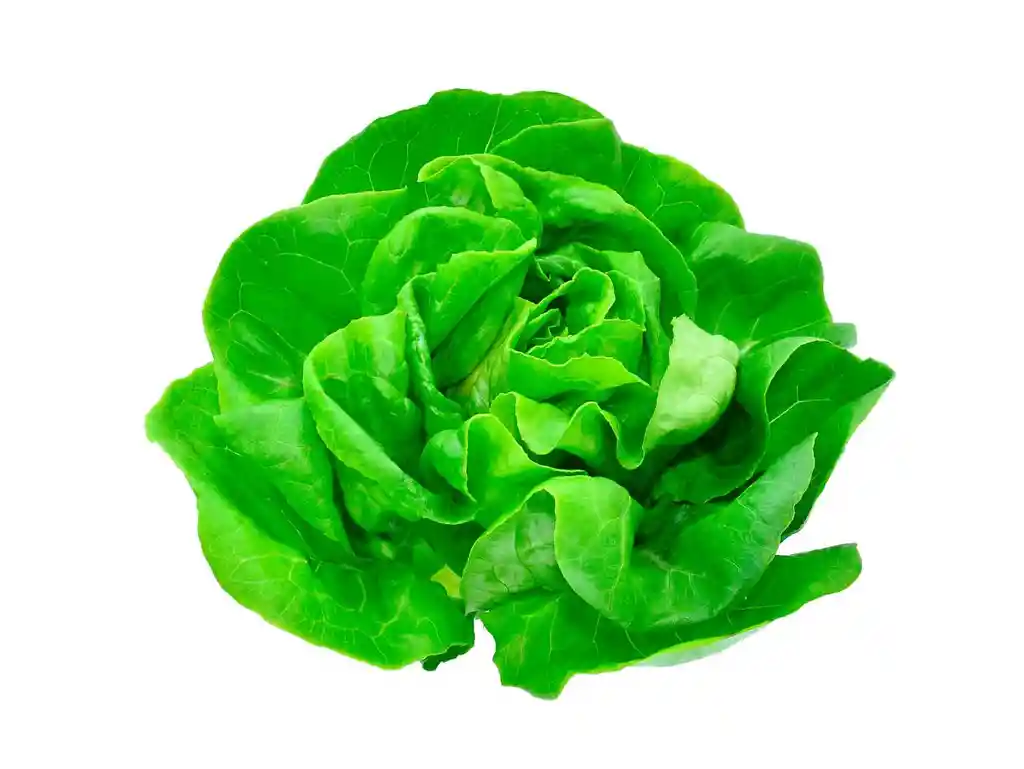 Lechuga Española