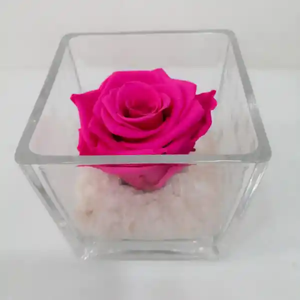 Rosa Preservada En Cubo.