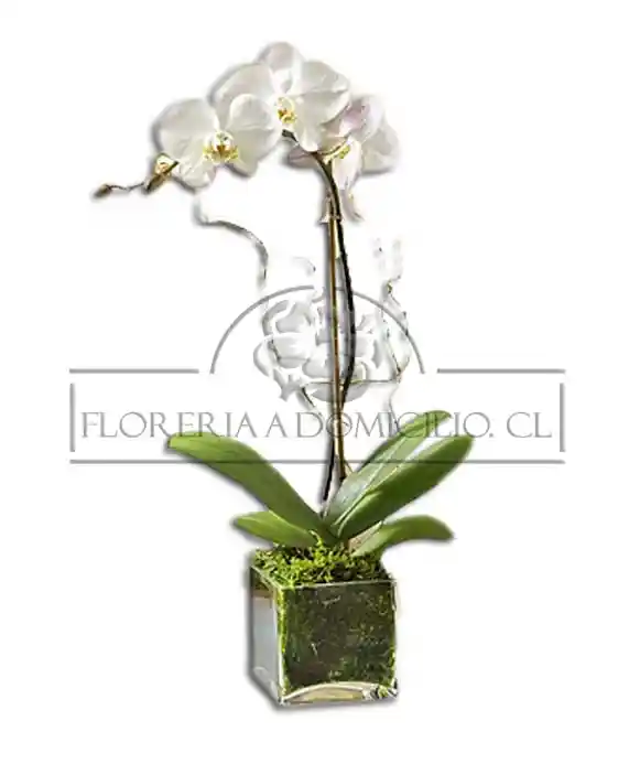 Orquidea En Cubo