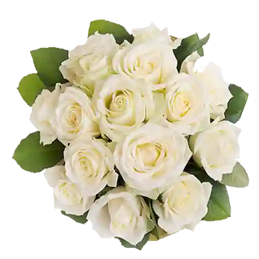 Ramo Con 12 Rosas Blancas