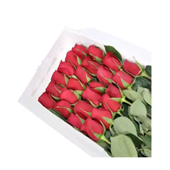 Caja Con 24 Rosas Importadas Rojas