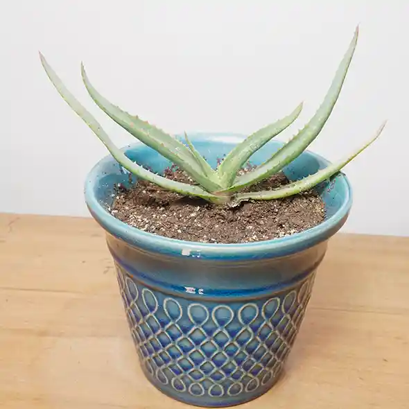 Aloe Capitata Hib. Con Maceta Diseño