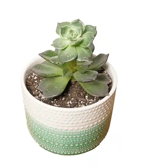 Echeveria Black Prince Con Maceta Verde Y Blanco