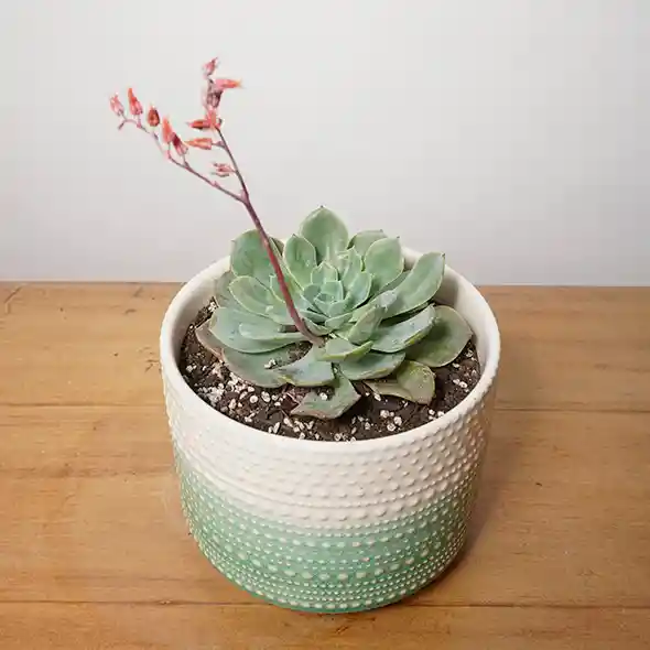 Echeveria Secunda Con Maceta Verde Y Blanco