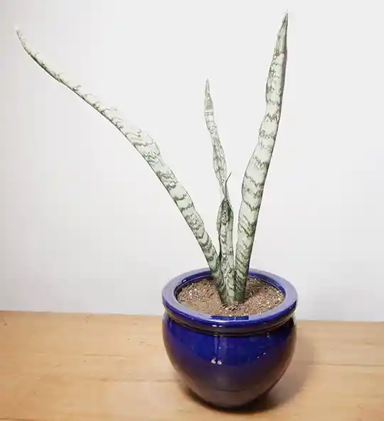 Sansevieria Con Macetero Azul