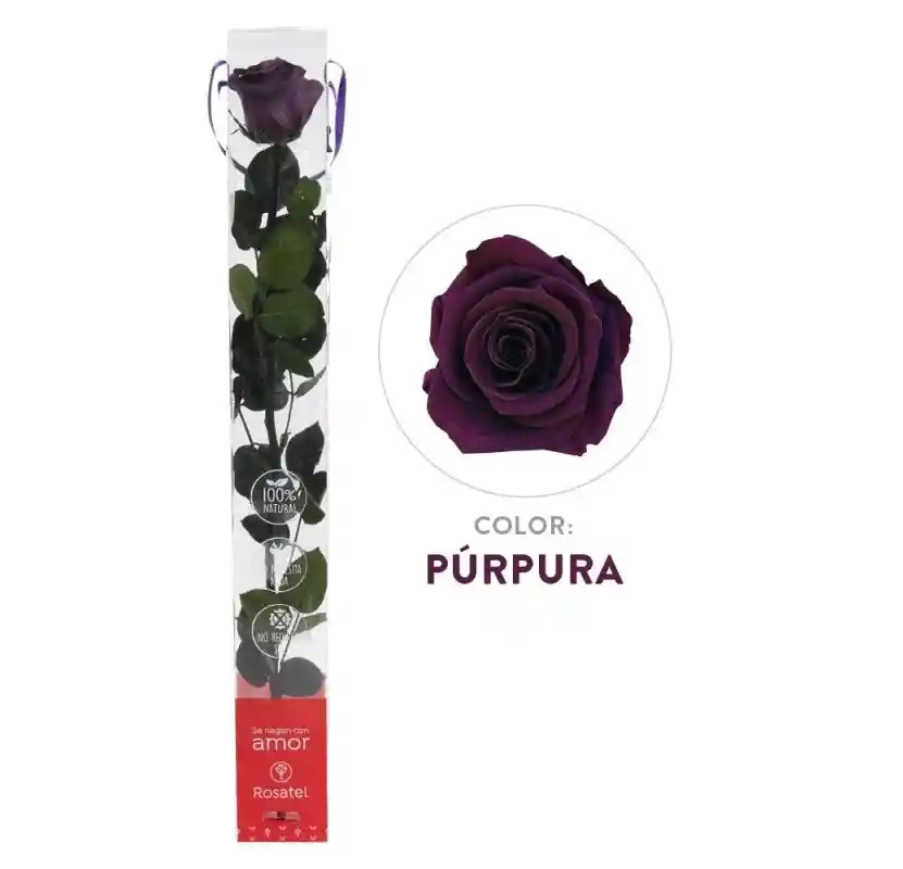 Rosa Púrpura Preservada 100 % Natural