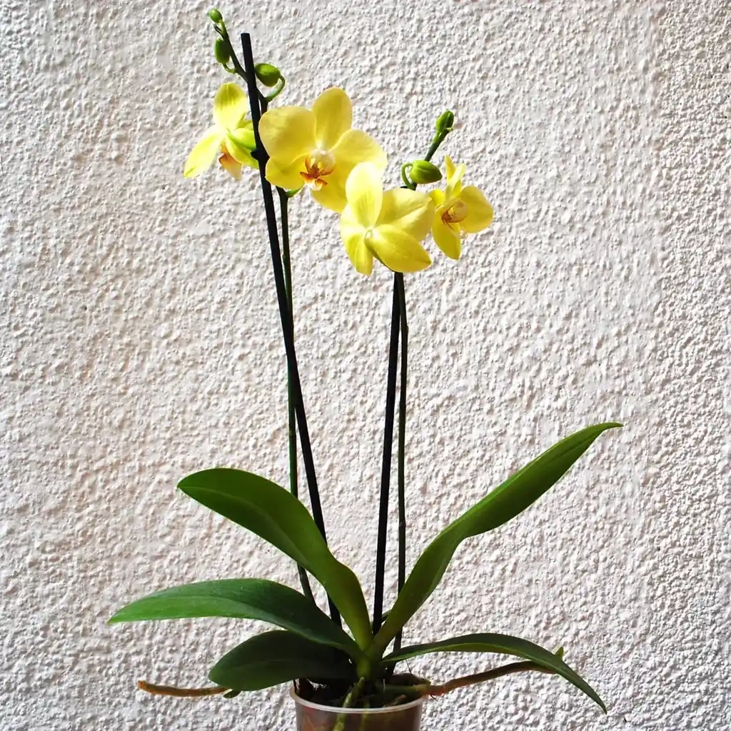 Orquídea Mini En Maceta De Vidrio