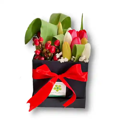 Tulipanes En Caja (9u) Mix