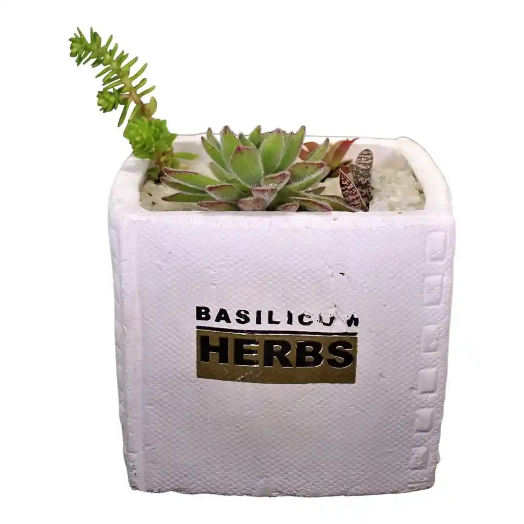 Suculenta Macetero Rustic White
