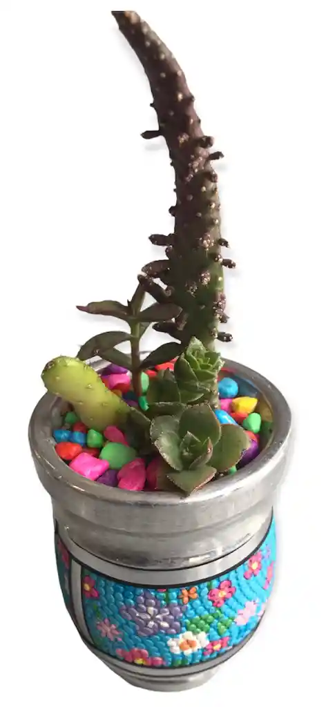 Suculenta Cactus En Matera Diseño Celeste Flores