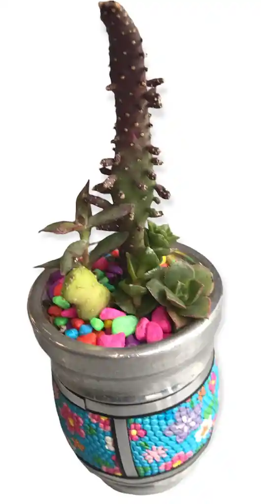 Suculenta Cactus En Matera Diseño Celeste Flores