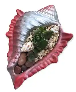 Suculentas En Caracola Pintada Plateada Rojo