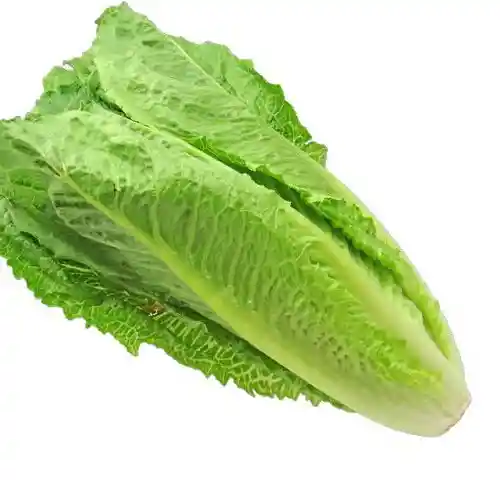 Lechuga Costina