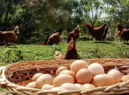 	huevos Organicos 15 Unid Vitality Foods