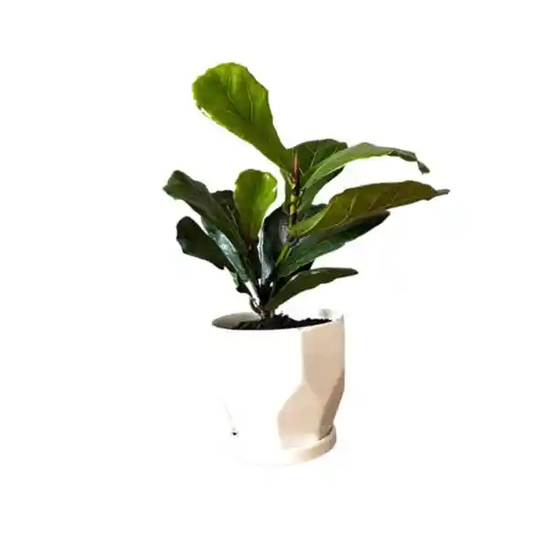 Planta :ficus Lyrata