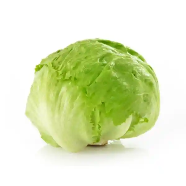 Lechuga Carola