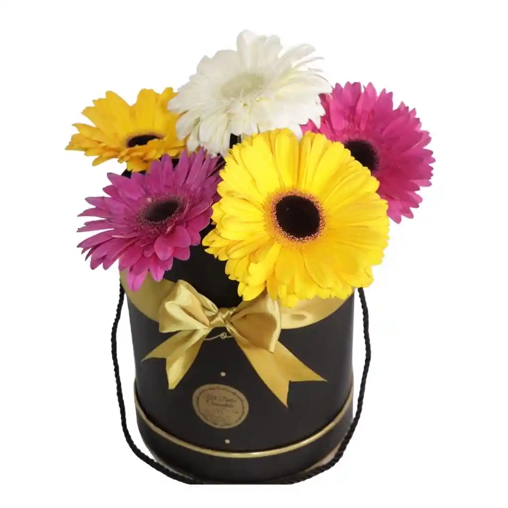 Box De Gerberas