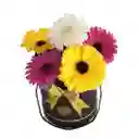 Box De Gerberas