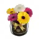 Box De Gerberas