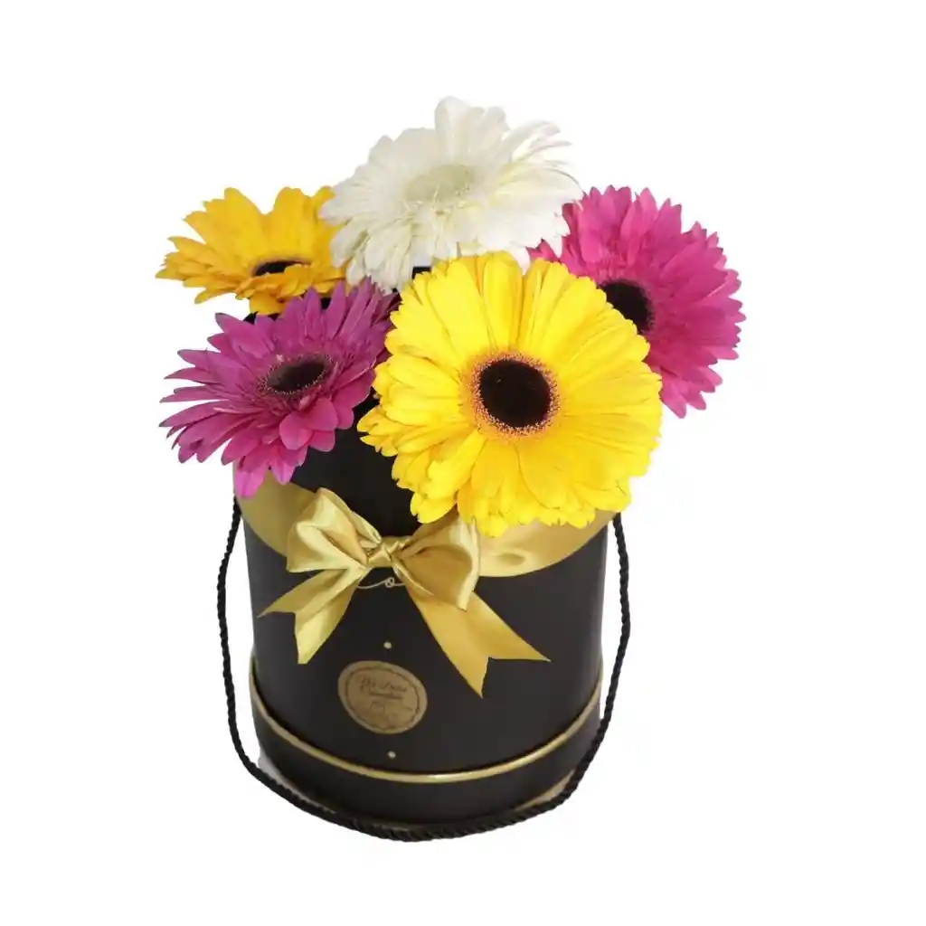 Box De Gerberas