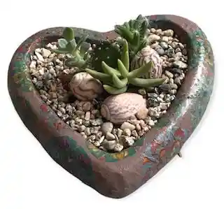 Suculenta Cactus Macetero Corazón Multicolores Mándala Con Conchitas