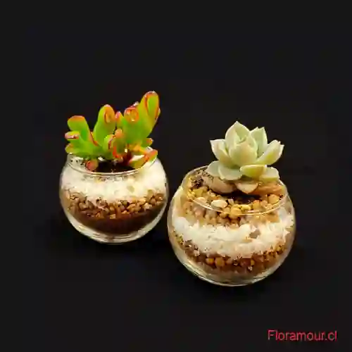 Mini Peceras Terrariums Con Suculentas