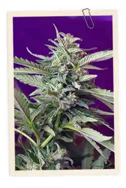 Sweet Afghani Delicious S.a.d Auto 3+1 Semillas Sweet Seeds