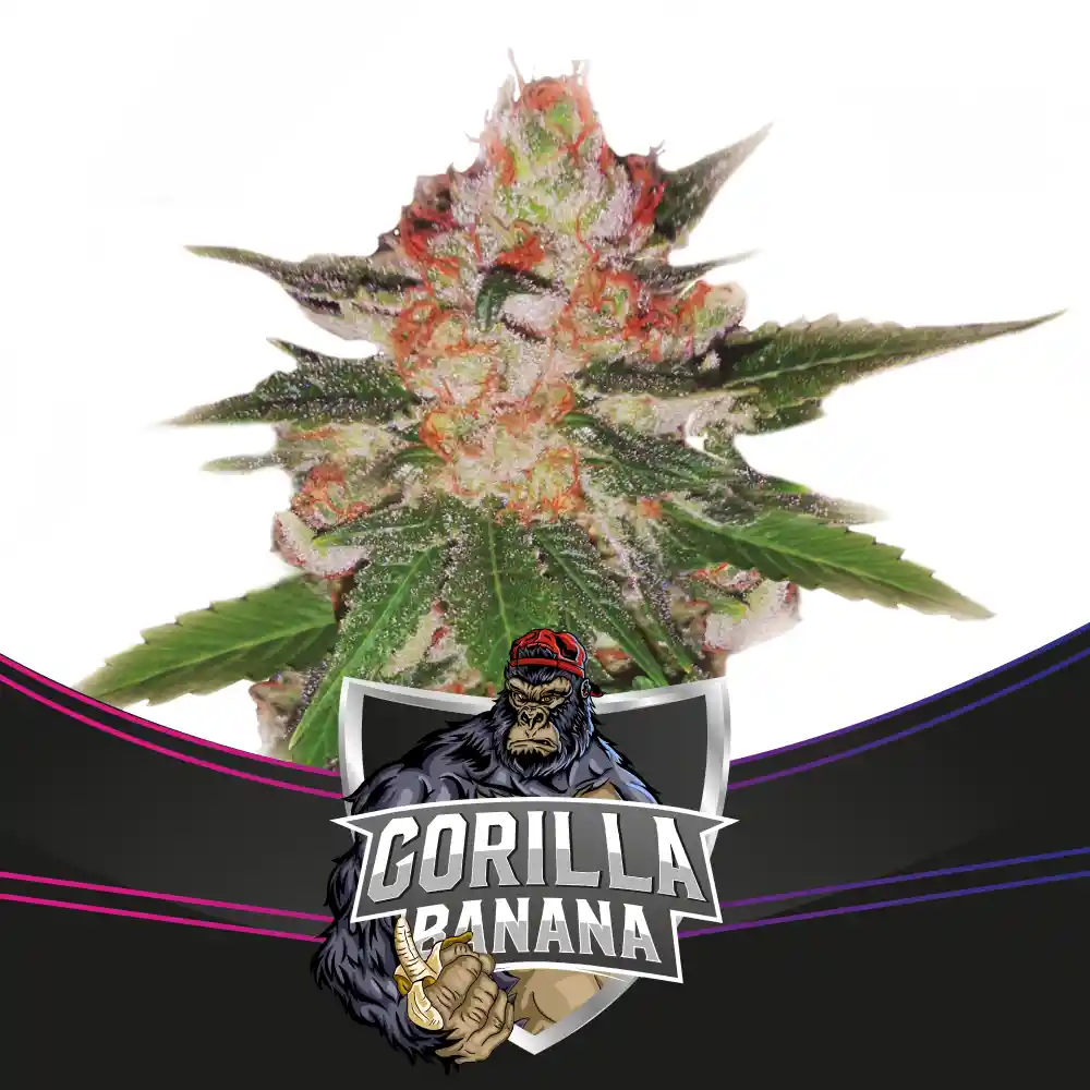 Gorilla Banana 7 Semillas Bsf Seeds