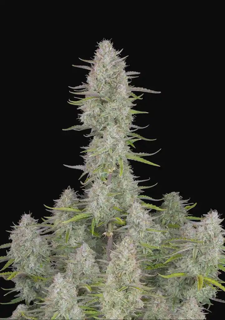 Wedding Cheesecake Auto 1 Semillas Fastbuds