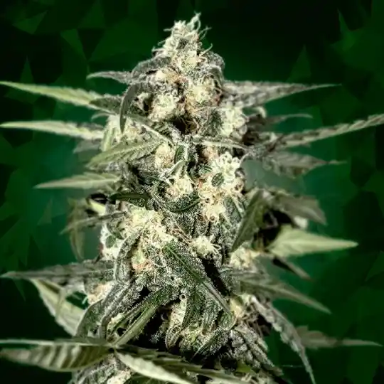 Jack 5 Semillas Black Code Seeds