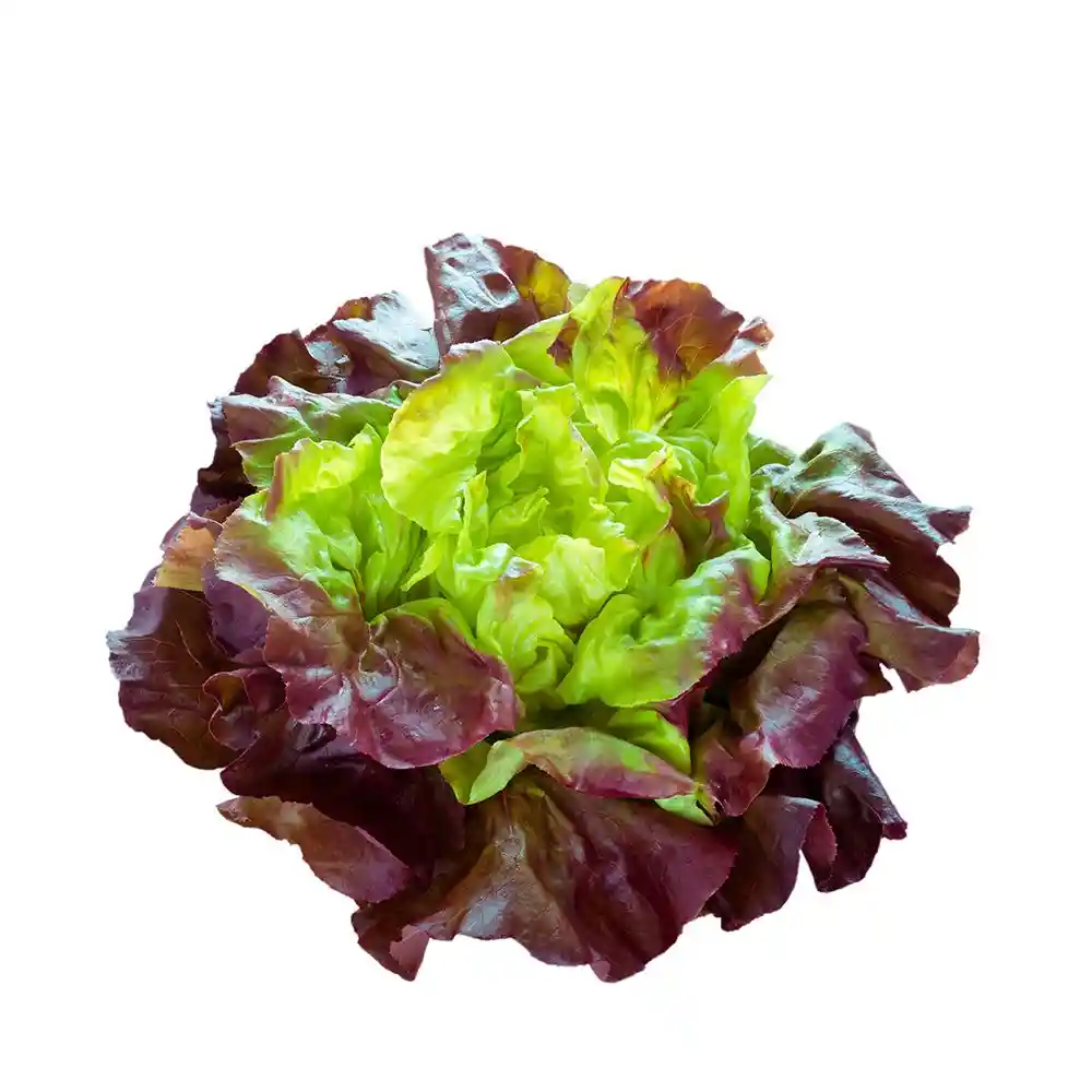 Lechuga Francesa