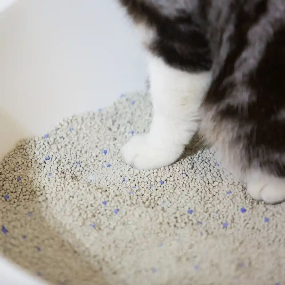 Bentonite Cat Litter - 6kg