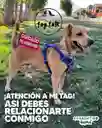 Tags Para La Correa De Paseos De Perros -solo Humanos- Tagtalk