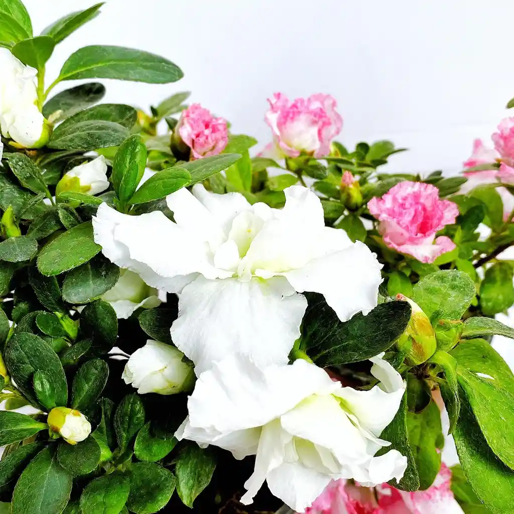 Azaleas